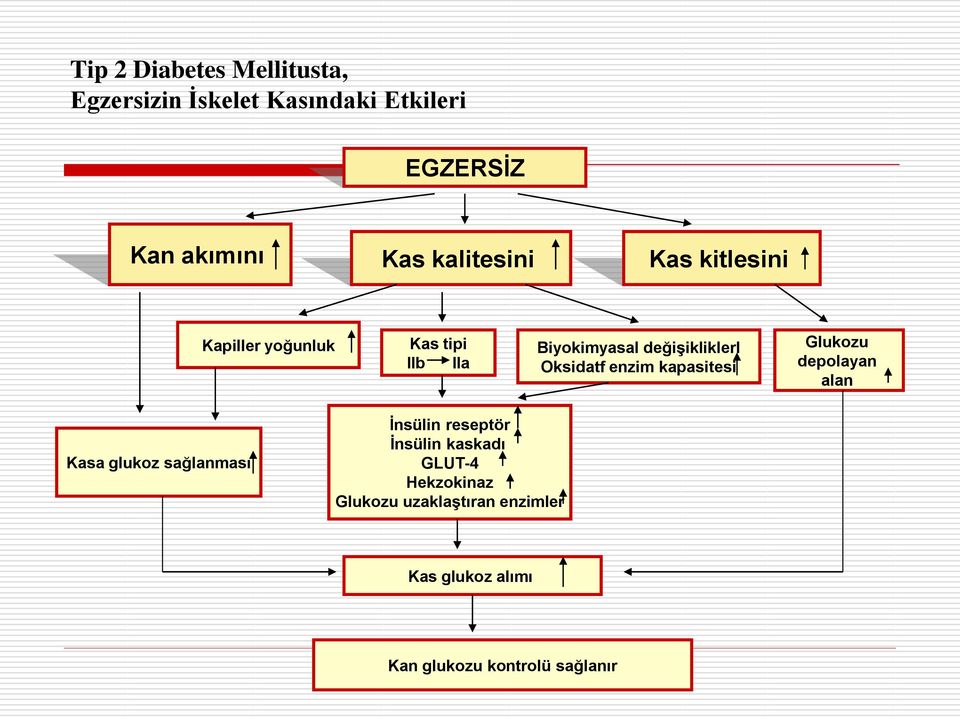 Oksidatf enzim kapasitesi Glukozu depolayan alan Kasa glukoz sağlanması İnsülin reseptör