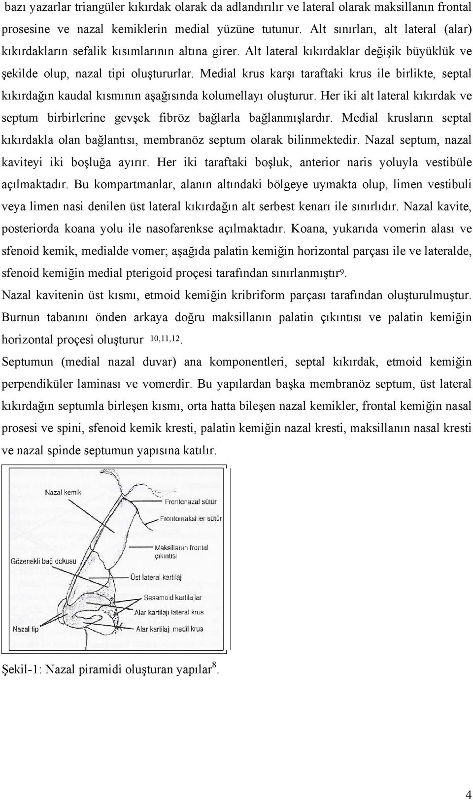 Medial krus karşı taraftaki krus ile birlikte, septal kıkırdağın kaudal kısmının aşağısında kolumellayı oluşturur.