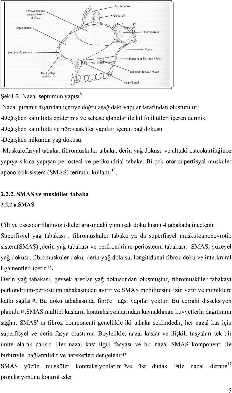 -Muskulofasyal tabaka, fibromusküler tabaka, derin yağ dokusu ve alttaki osteokartilajinöz yapıya sıkıca yapışan periosteal ve perikondrial tabaka.