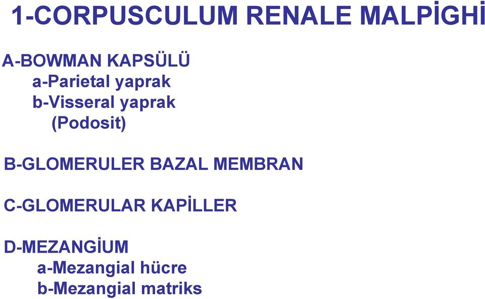 B-GLOMERULER BAZAL MEMBRAN C-GLOMERULAR