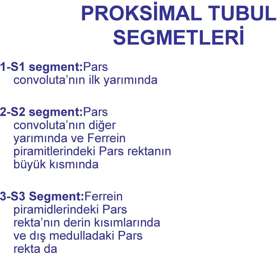 Pars rektanın büyük kısmında 3-S3 Segment:Ferrein piramidlerindeki