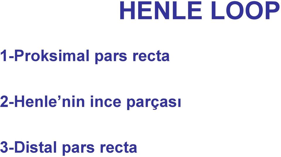 recta 2-Henle nin