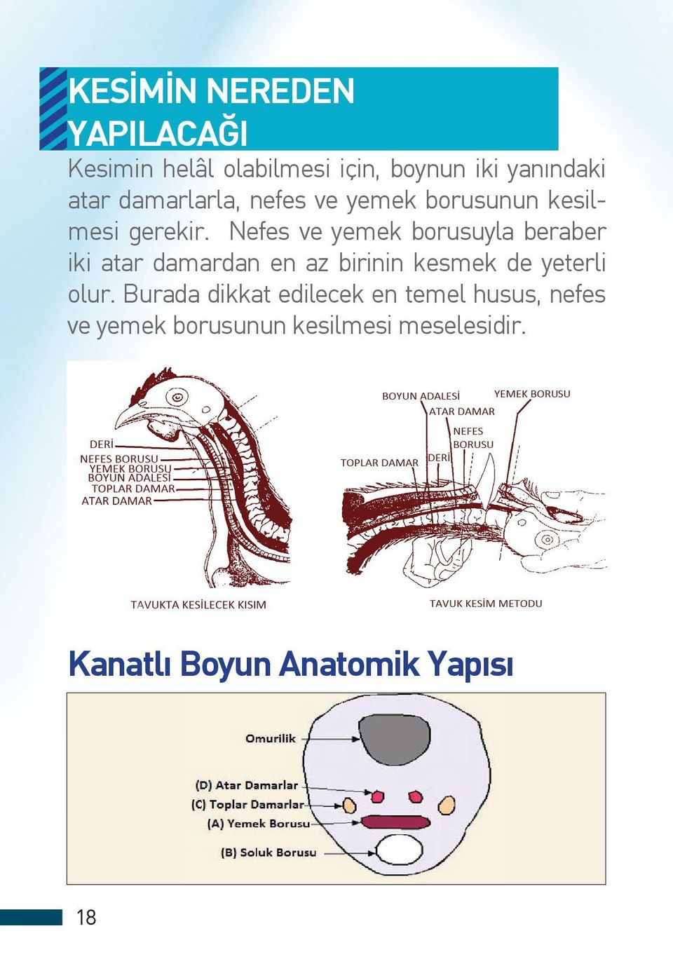 Nefes ve yemek borusuyla beraber iki atar damardan en az birinin kesmek de yeterli