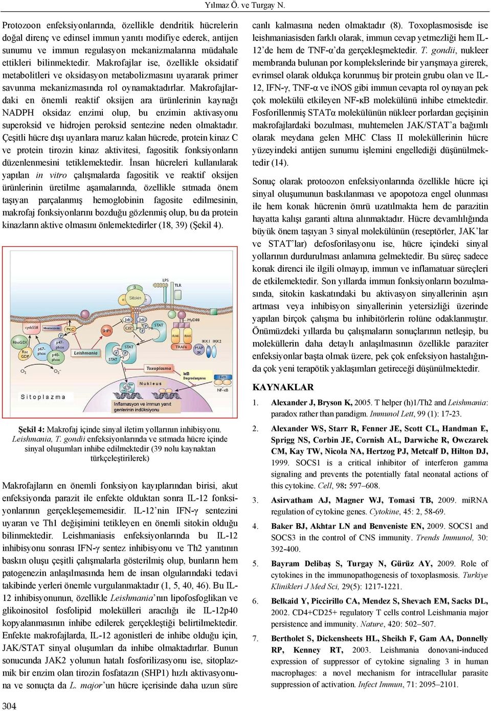 Makrofajlar ise, özellikle oksidatif metabolitleri ve oksidasyon metabolizmasını uyararak primer savunma mekanizmasında rol oynamaktadırlar.