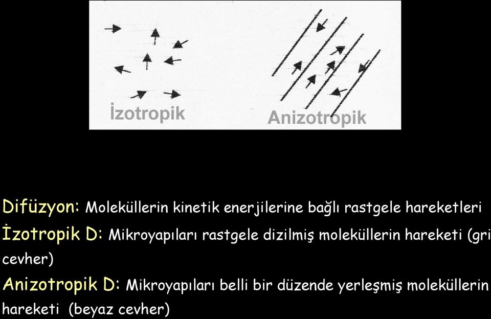 moleküllerin hareketi (gri cevher) Anizotropik D:
