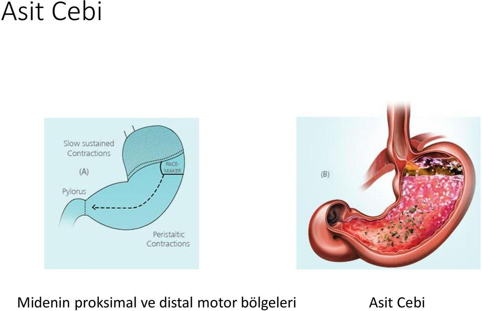 proksimal ve