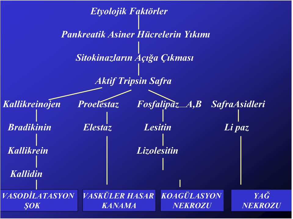 Fosfalipaz A,B SafraAsidleri Bradikinin Elestaz Lesitin Li paz Kallikrein