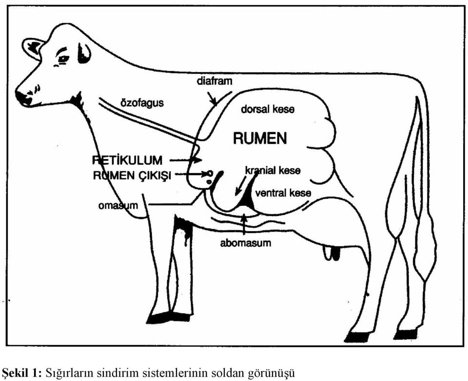 sindirim