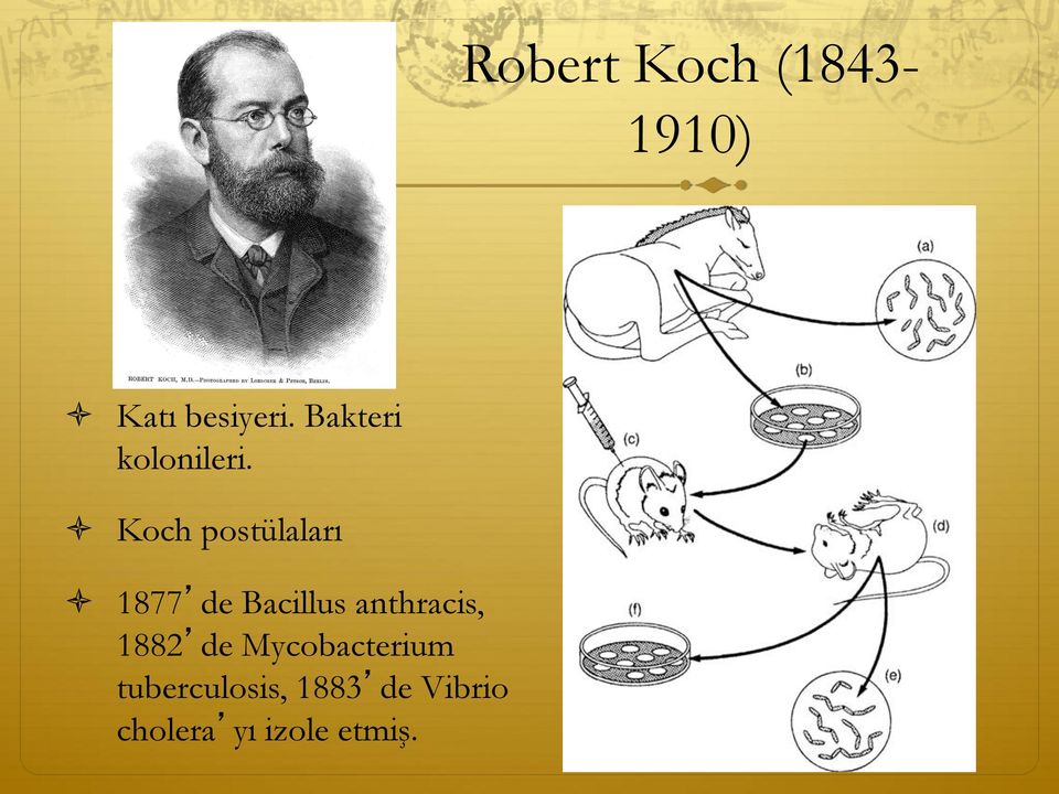 Koch postülaları 1877 de Bacillus anthracis,