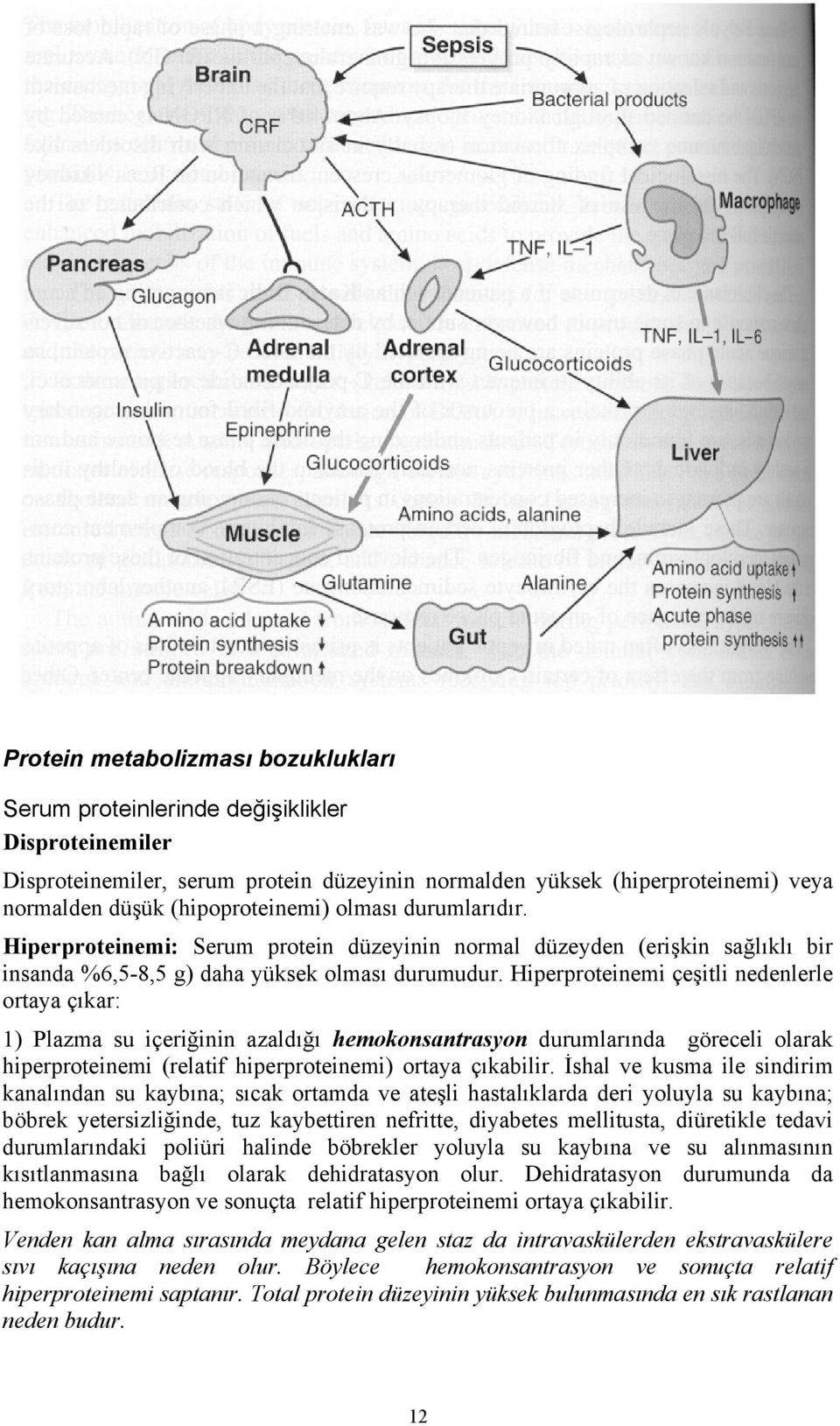 Hiperproteinemi çeşitli nedenlerle ortaya çıkar: 1) Plazma su içeriğinin azaldığı hemokonsantrasyon durumlarında göreceli olarak hiperproteinemi (relatif hiperproteinemi) ortaya çıkabilir.