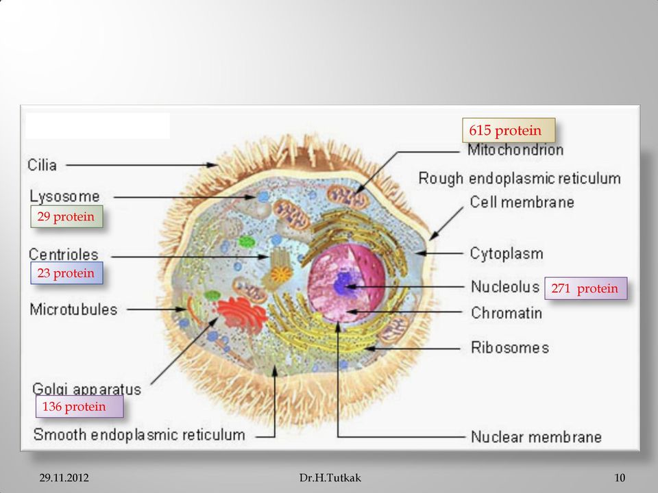 271 protein 136