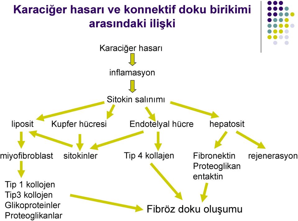 miyofibroblast Tip 1 kollojen sitokinler Tip 4 kollajen Fibronektin Proteoglikan