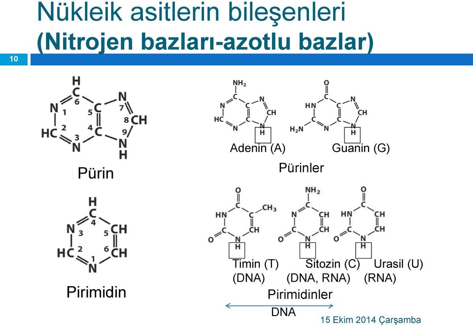 Guanin (G) Pirimidin Timin (T) Sitozin (C) Urasil