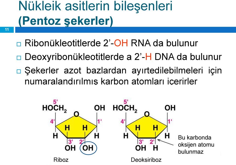 bazlardan ayırtedilebilmeleri için numaralandırılmış karbon atomları