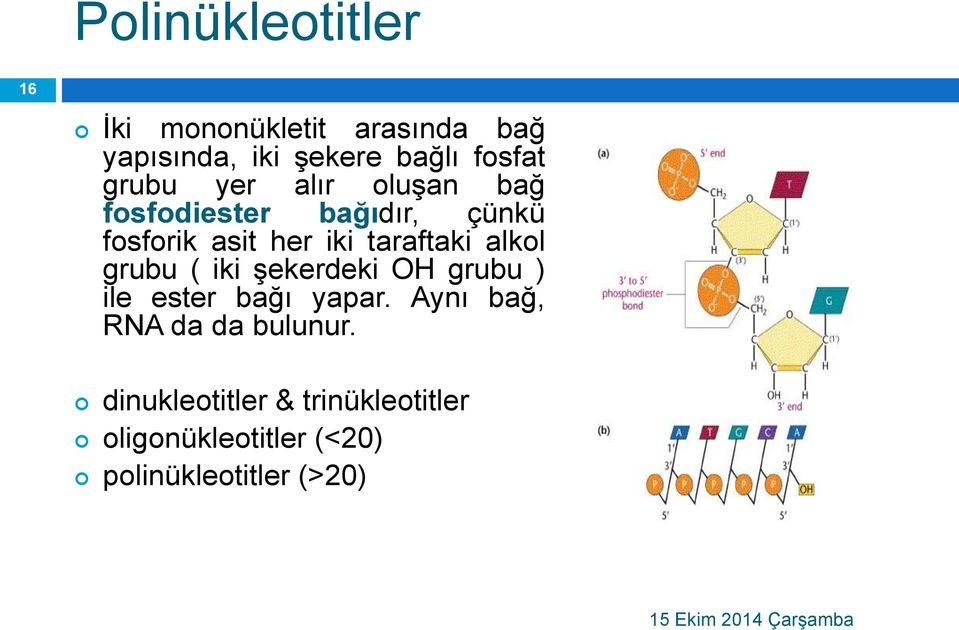 grubu ( iki şekerdeki OH grubu ) ile ester bağı yapar. Aynı bağ, RNA da da bulunur.