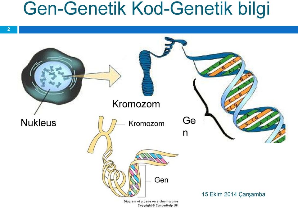 Nukleus Kromozom