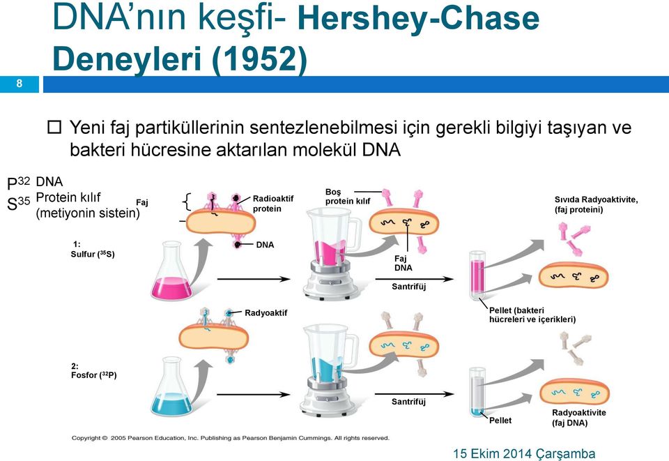 protein Boş protein kılıf Sıvıda Radyoaktivite, (faj proteini) 1: Sulfur ( 35 S) DNA Faj DNA Santrifüj Radyoaktif DNA