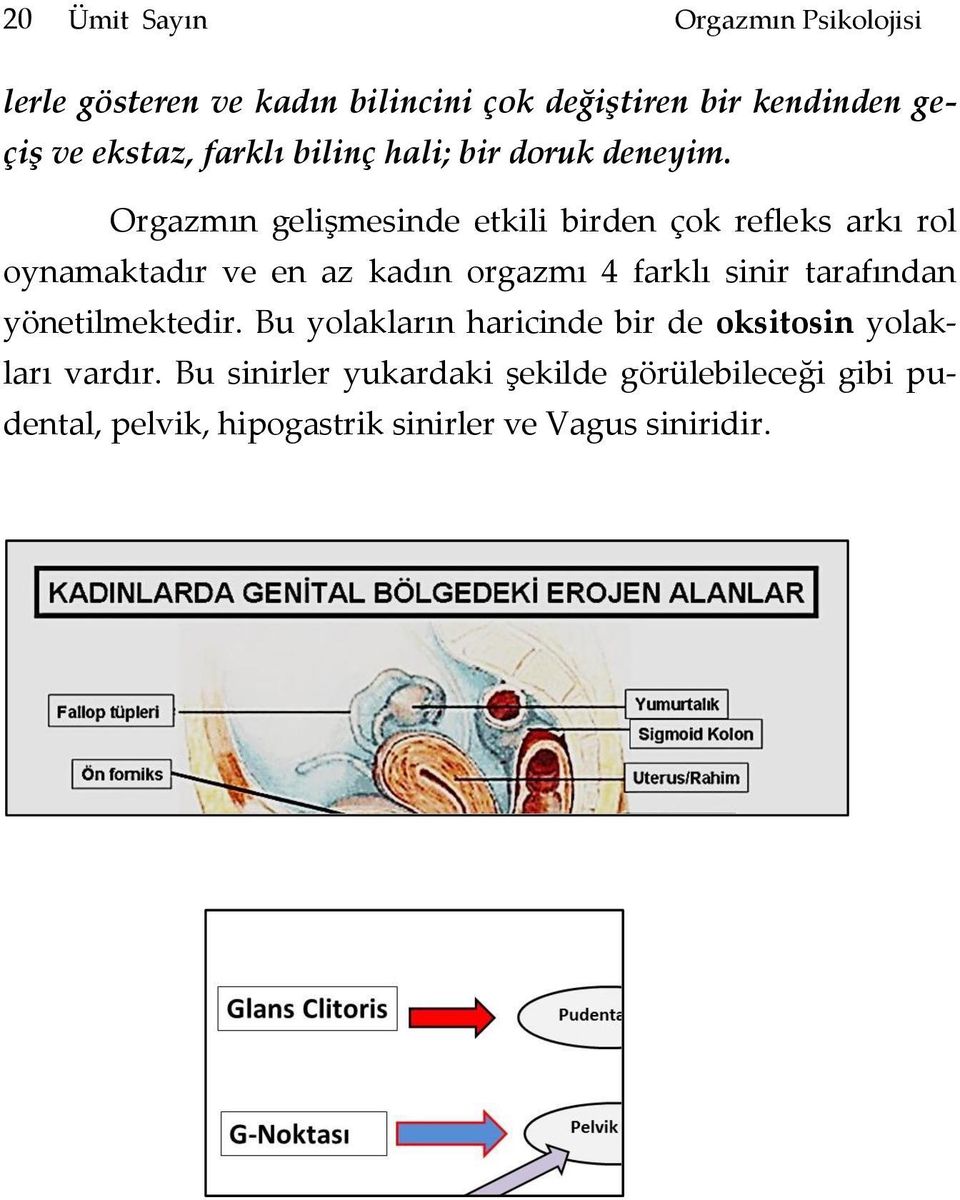 Orgazmın gelişmesinde etkili birden çok refleks arkı rol oynamaktadır ve en az kadın orgazmı 4 farklı sinir