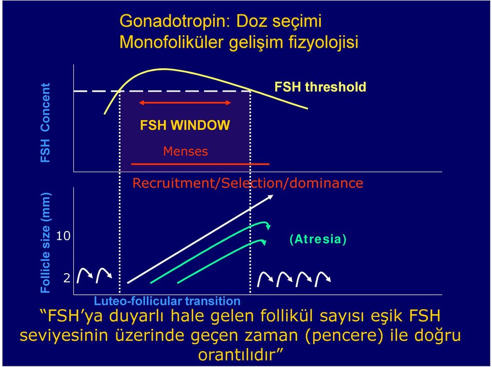 Recruitment/Selection/dominance Luteo-follicular transition FSH ya duyarlı