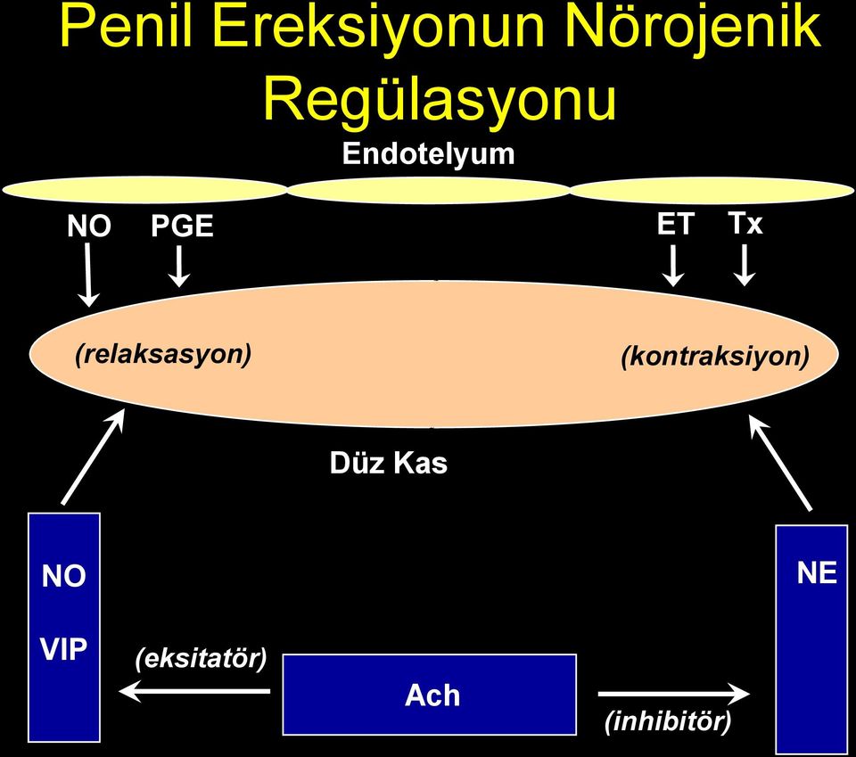 Tx (relaksasyon) (kontraksiyon)