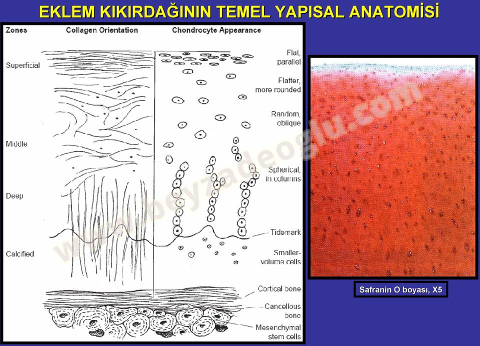 TEMEL YAPISAL