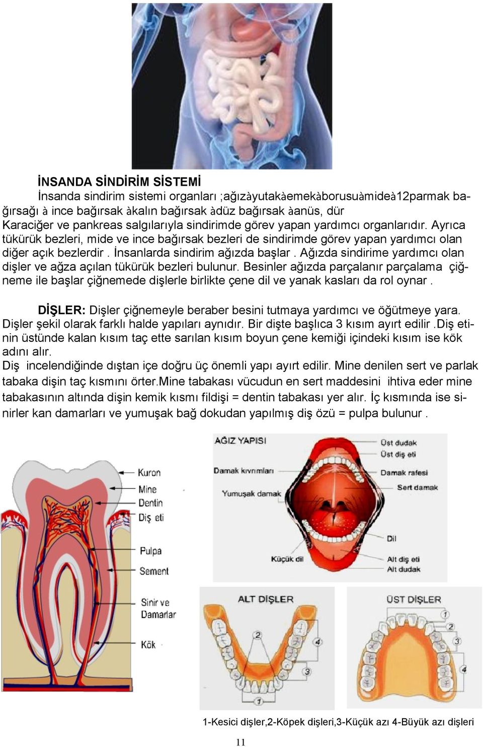 Ağızda sindirime yardımcı olan dişler ve ağza açılan tükürük bezleri bulunur.