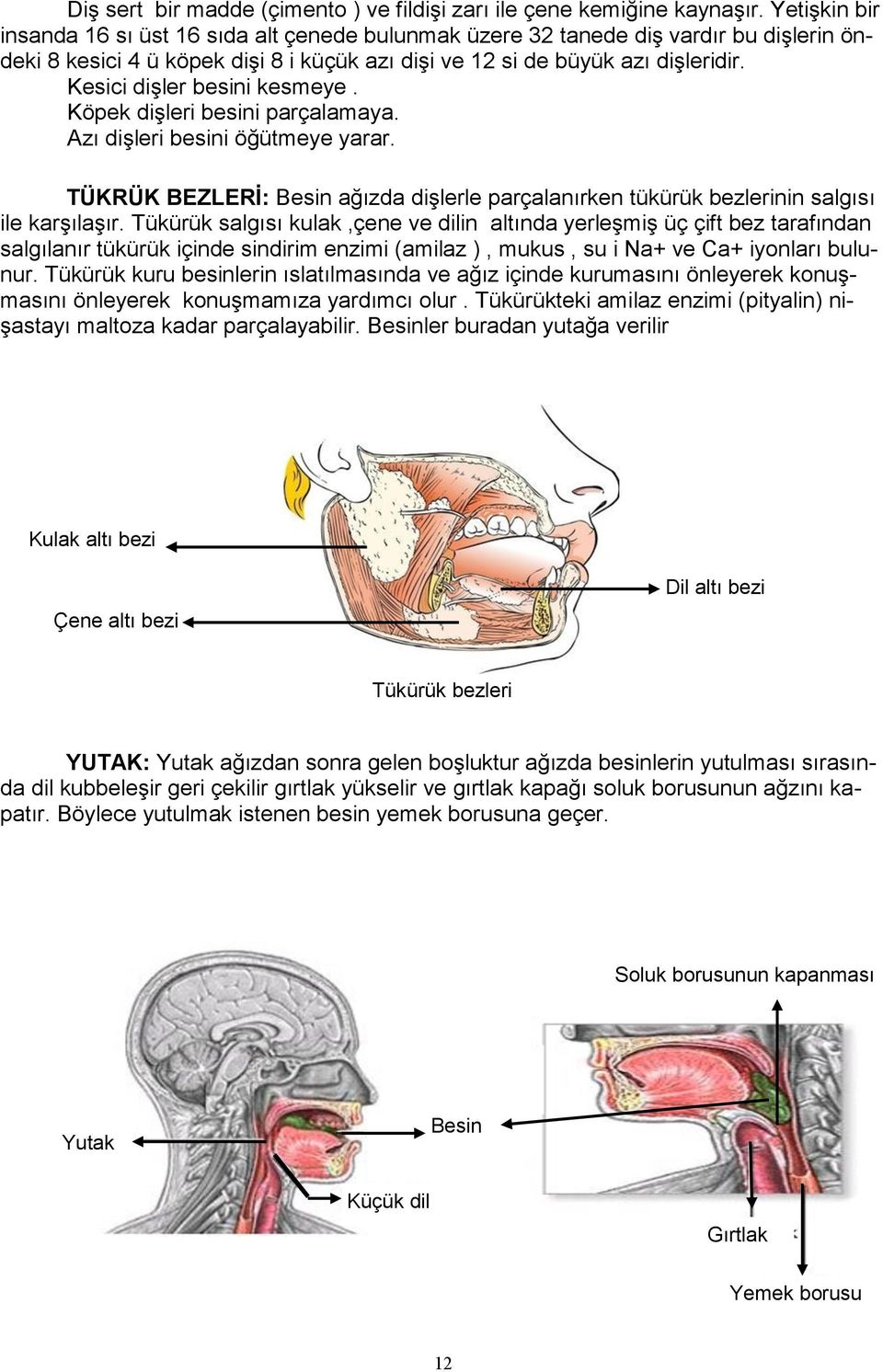 Kesici dişler besini kesmeye. Köpek dişleri besini parçalamaya. Azı dişleri besini öğütmeye yarar. TÜKRÜK BEZLERİ: Besin ağızda dişlerle parçalanırken tükürük bezlerinin salgısı ile karşılaşır.