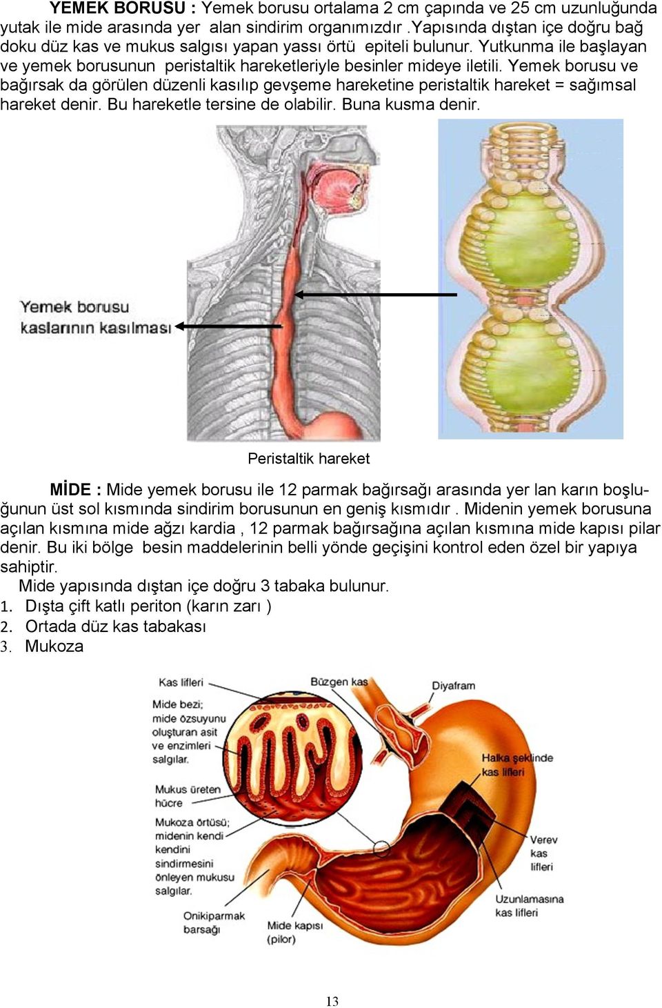 Yemek borusu ve bağırsak da görülen düzenli kasılıp gevşeme hareketine peristaltik hareket = sağımsal hareket denir. Bu hareketle tersine de olabilir. Buna kusma denir.