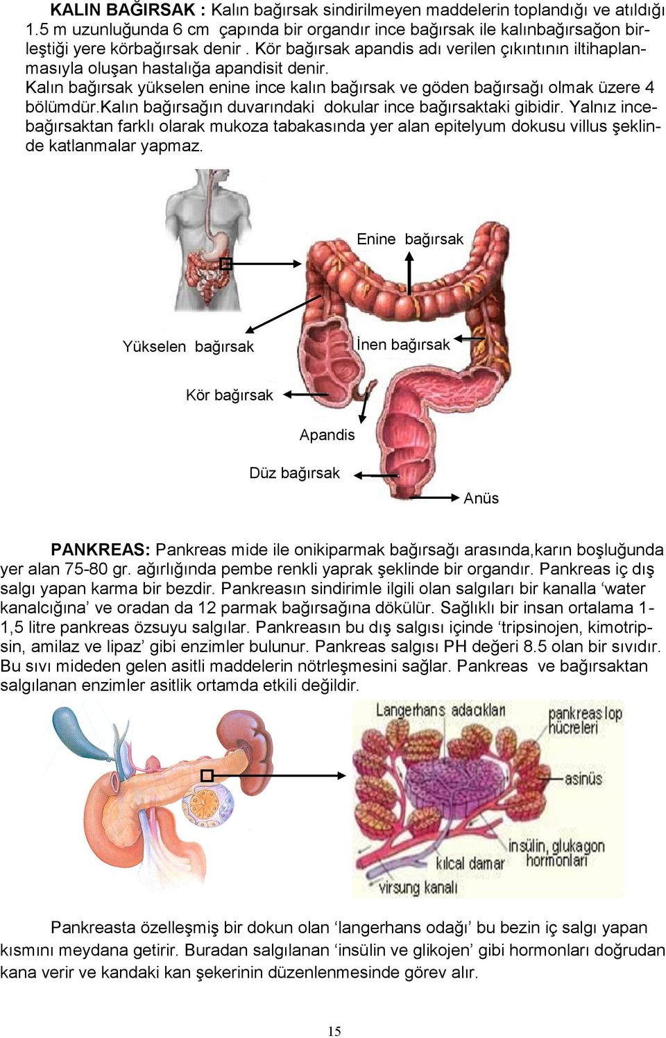 kalın bağırsağın duvarındaki dokular ince bağırsaktaki gibidir. Yalnız incebağırsaktan farklı olarak mukoza tabakasında yer alan epitelyum dokusu villus şeklinde katlanmalar yapmaz.