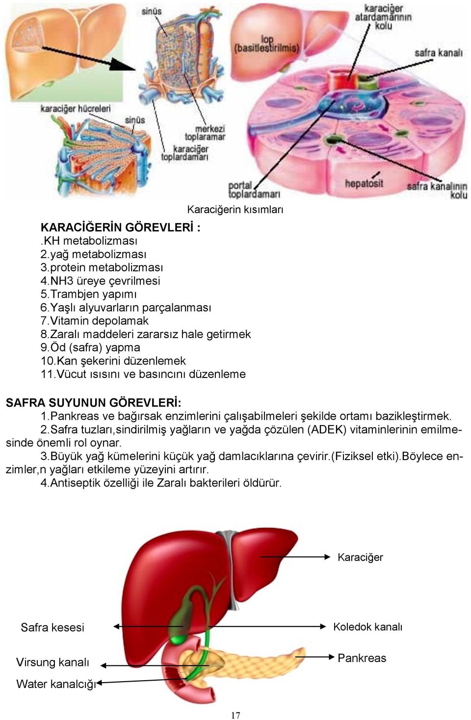 Pankreas ve bağırsak enzimlerini çalışabilmeleri şekilde ortamı bazikleştirmek. 2.Safra tuzları,sindirilmiş yağların ve yağda çözülen (ADEK) vitaminlerinin emilmesinde önemli rol oynar. 3.