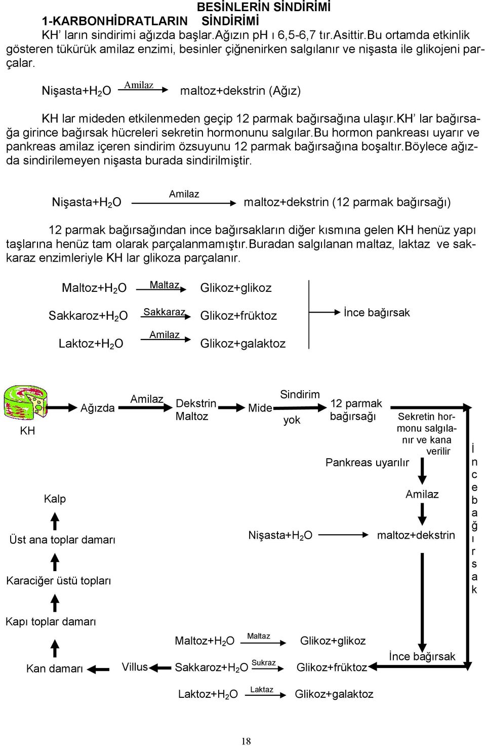 Nişasta+H 2 O Amilaz maltoz+dekstrin (Ağız) KH lar mideden etkilenmeden geçip 12 parmak bağırsağına ulaşır.kh lar bağırsağa girince bağırsak hücreleri sekretin hormonunu salgılar.