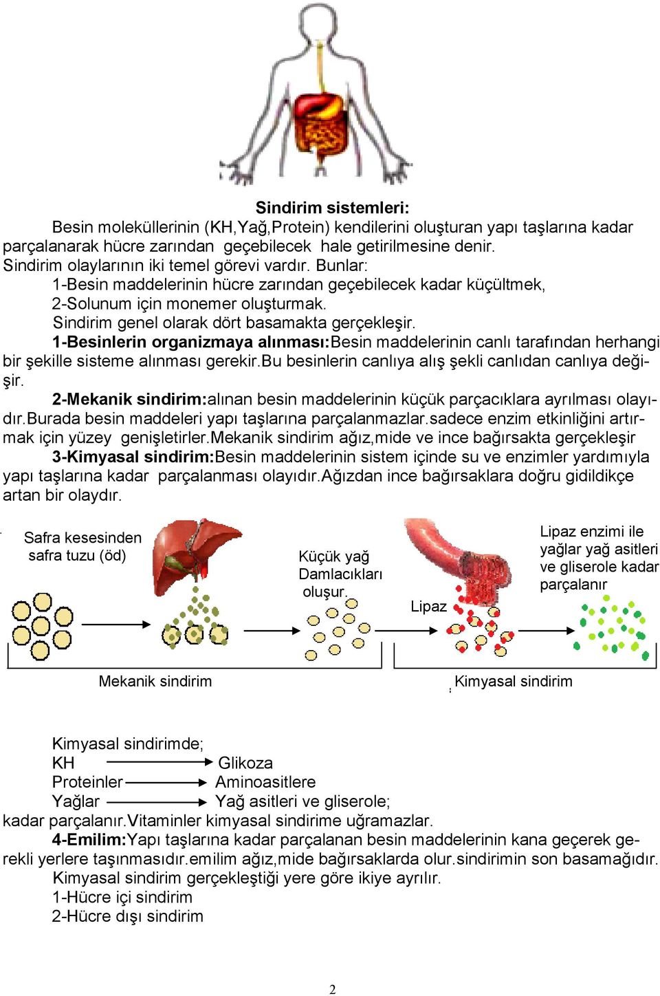 Sindirim genel olarak dört basamakta gerçekleşir. 1-Besinlerin organizmaya alınması:besin maddelerinin canlı tarafından herhangi bir şekille sisteme alınması gerekir.