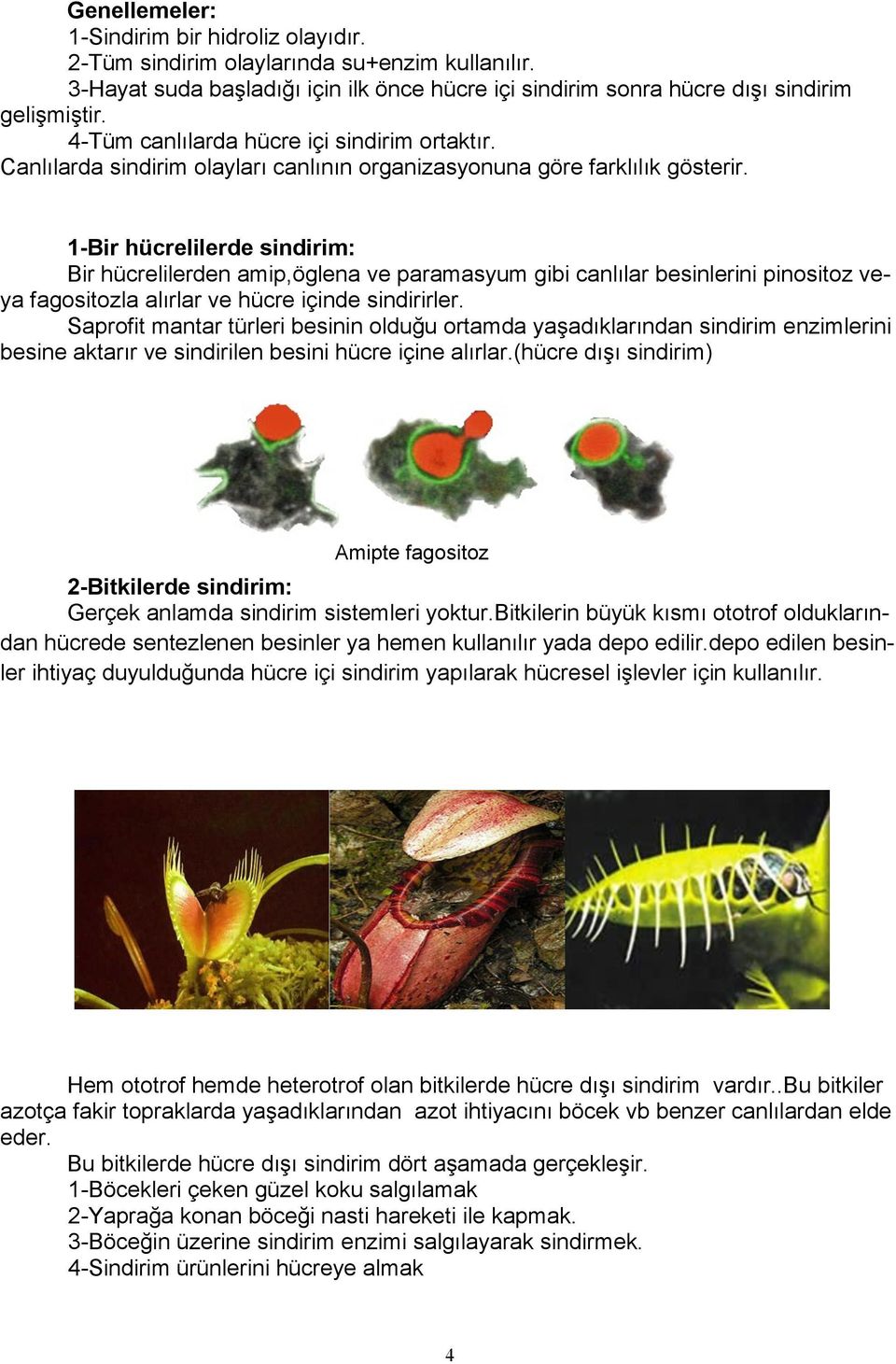 1-Bir hücrelilerde sindirim: Bir hücrelilerden amip,öglena ve paramasyum gibi canlılar besinlerini pinositoz veya fagositozla alırlar ve hücre içinde sindirirler.