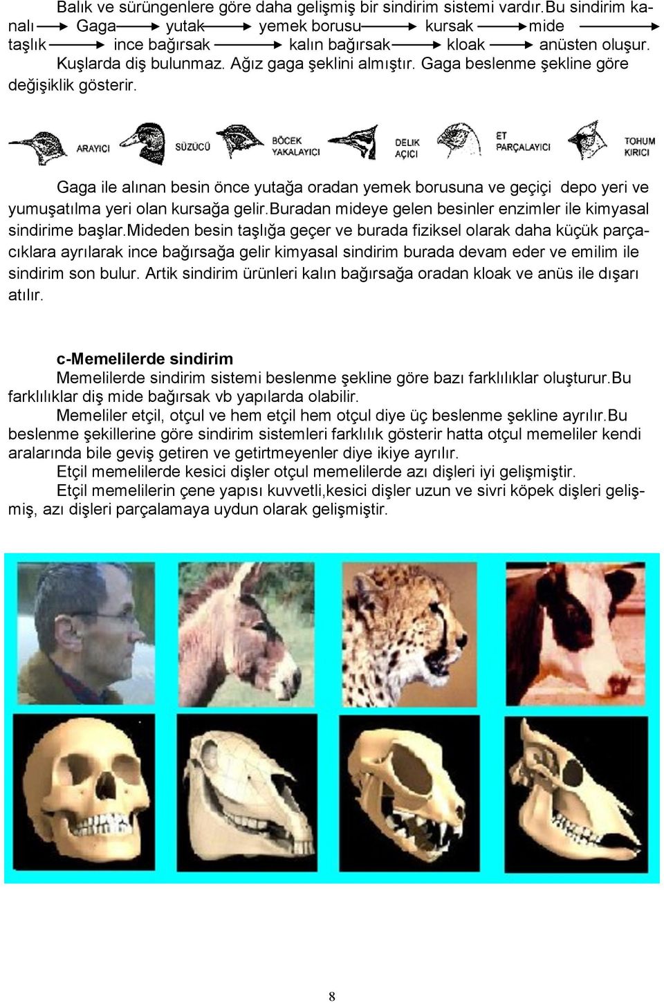 Gaga ile alınan besin önce yutağa oradan yemek borusuna ve geçiçi depo yeri ve yumuşatılma yeri olan kursağa gelir.buradan mideye gelen besinler enzimler ile kimyasal sindirime başlar.