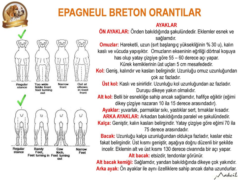 Kürek kemiklerinin üst uçları 5 cm mesafededir. Kol: Geniş, kalındır ve kasları belirgindir. Uzunluğu omuz uzunluğundan çok az fazladır. Üst kol: Kaslı ve sinirlidir.