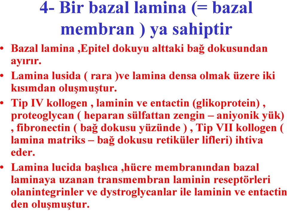 Tip IV kollogen, laminin ve entactin (glikoprotein), proteoglycan ( heparan sülfattan zengin aniyonik yük), fibronectin ( bağ dokusu yüzünde ),