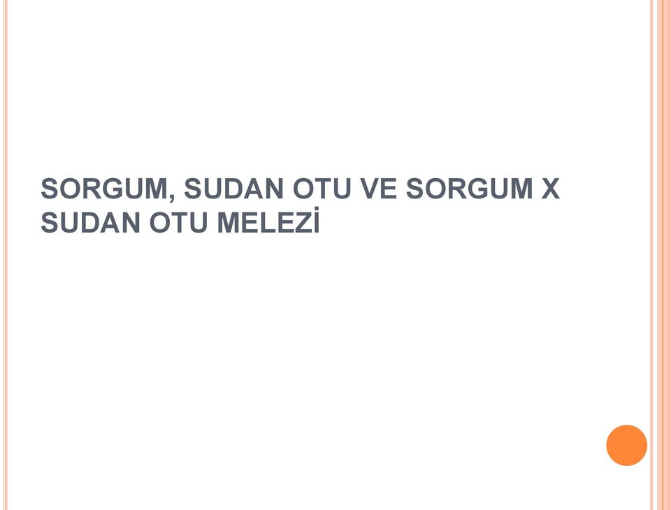 VE SORGUM X