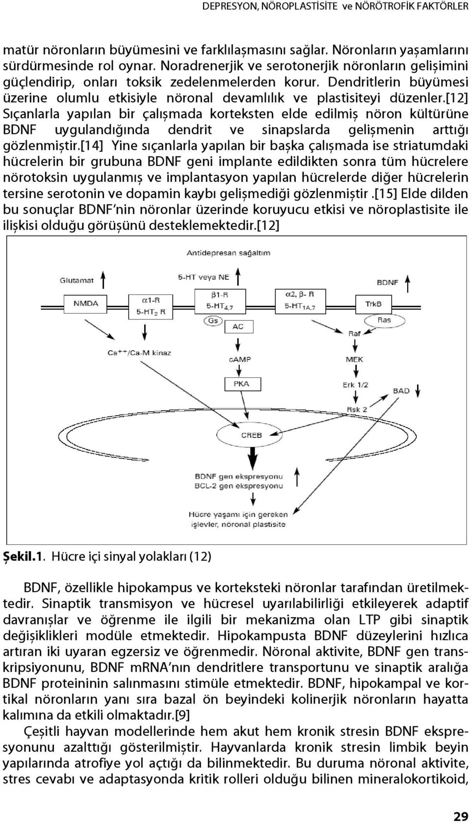 [12] Sıçanlarla yapılan bir çalıșmada korteksten elde edilmiș nöron kültürüne BDNF uygulandığında dendrit ve sinapslarda gelișmenin arttığı gözlenmiștir.