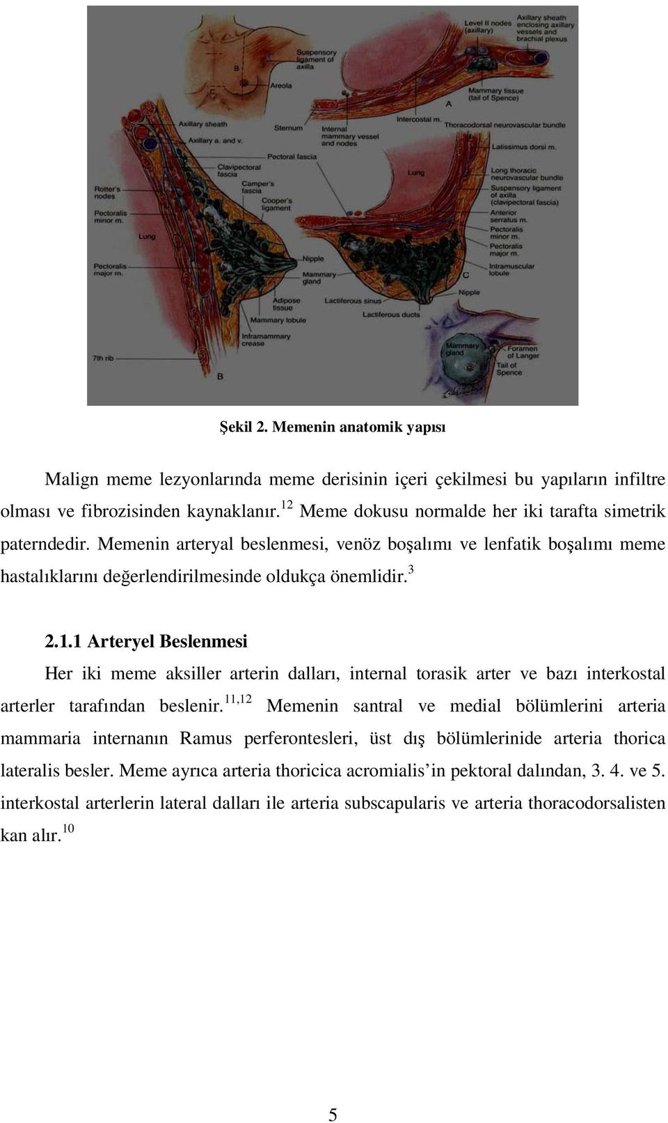 11,12 Memenin santral ve medial bölümlerini arteria mammaria internanın Ramus perferontesleri, üst dış bölümlerinide arteria thorica lateralis besler.