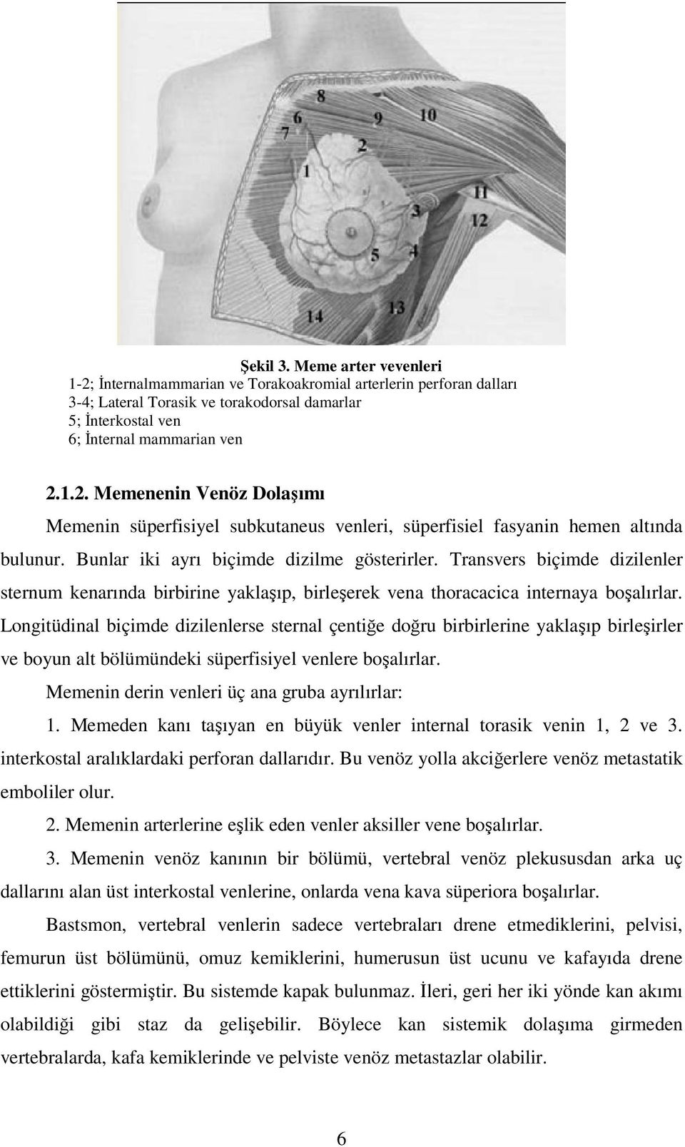 Longitüdinal biçimde dizilenlerse sternal çentiğe doğru birbirlerine yaklaşıp birleşirler ve boyun alt bölümündeki süperfisiyel venlere boşalırlar. Memenin derin venleri üç ana gruba ayrılırlar: 1.