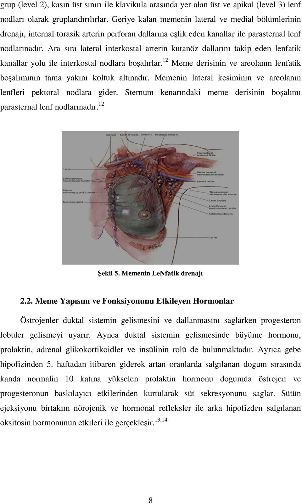 Ara sıra lateral interkostal arterin kutanöz dallarını takip eden lenfatik kanallar yolu ile interkostal nodlara boşalırlar.