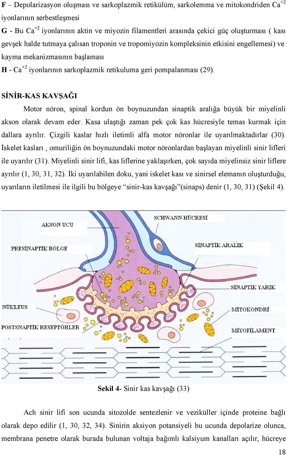 pompalanması (29). SİNİR-KAS KAVŞAĞI Motor nöron, spinal kordun ön boynuzundan sinaptik aralığa büyük bir miyelinli akson olarak devam eder.