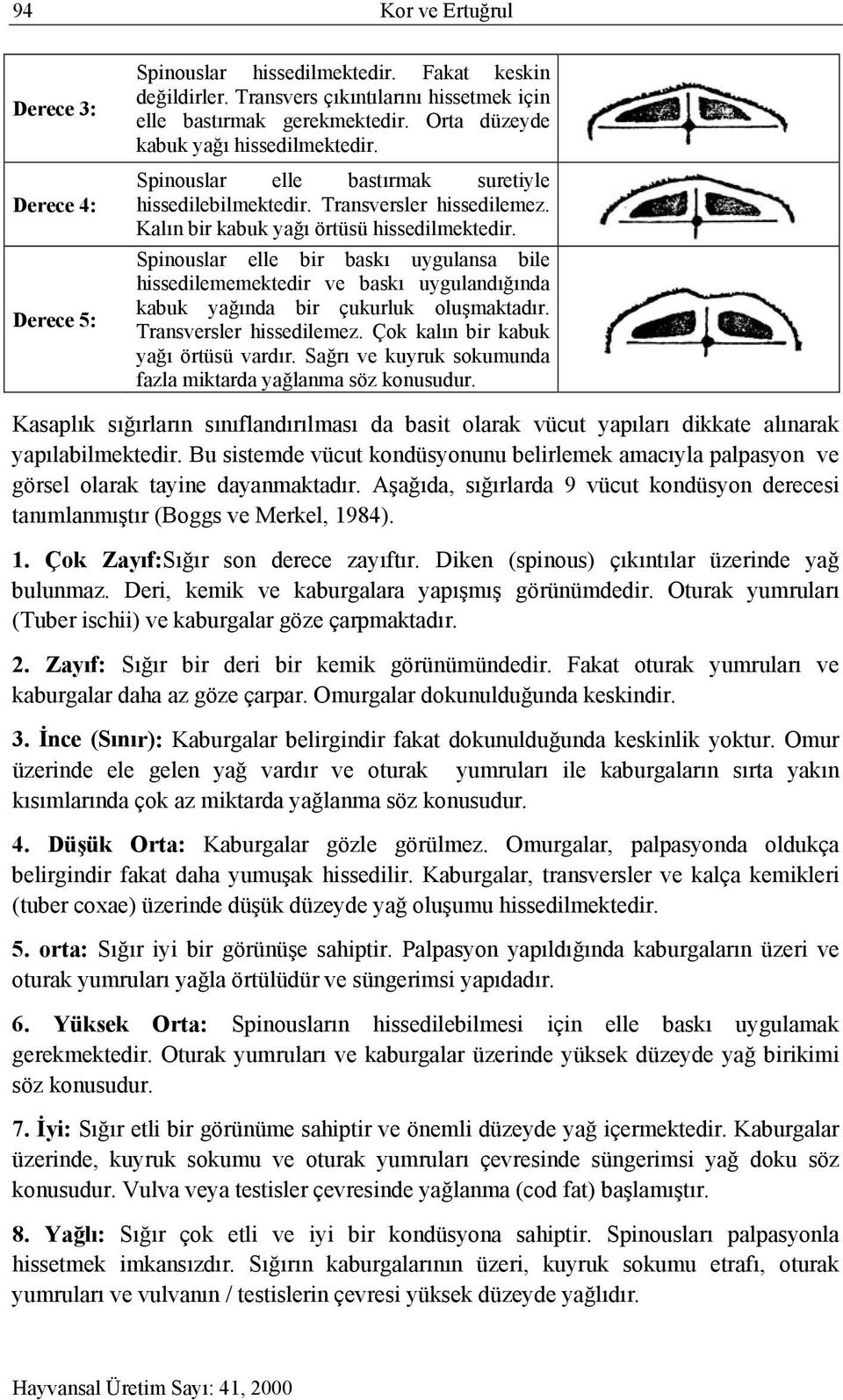 Spinouslar elle bir baskı uygulansa bile hissedilememektedir ve baskı uygulandığında kabuk yağında bir çukurluk oluşmaktadır. Transversler hissedilemez. Çok kalın bir kabuk yağı örtüsü vardır.