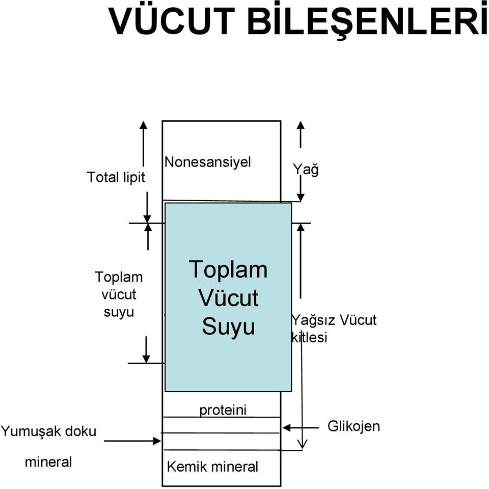 Ekstraselüler İntraselüler Yağsız Vücut kitlesi