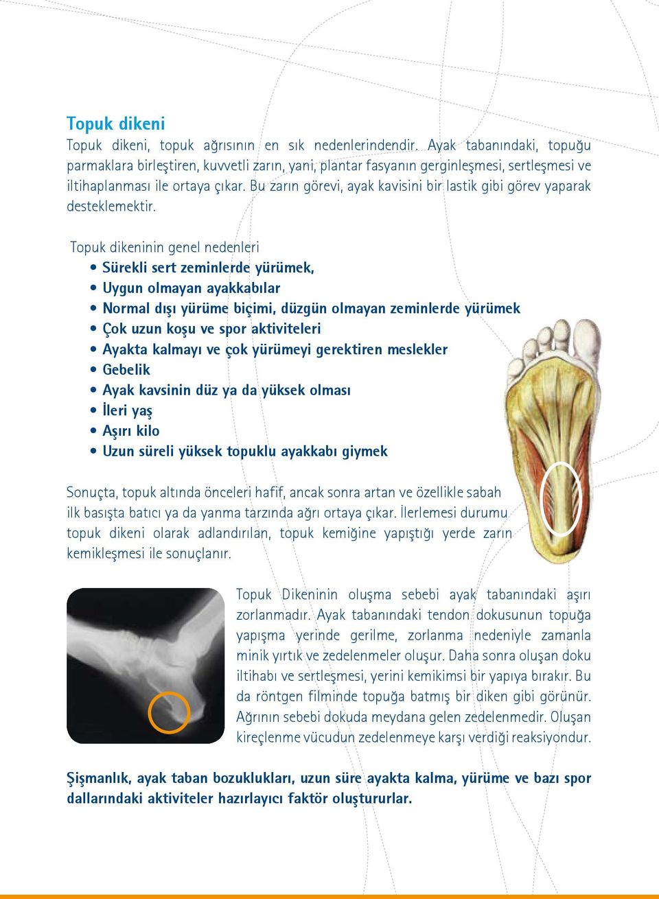 Bu zarın görevi, ayak kavisini bir lastik gibi görev yaparak desteklemektir.