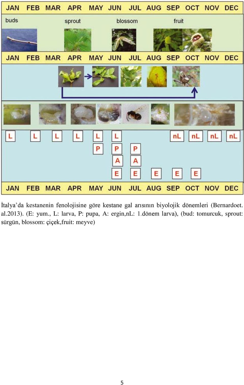 (E: yum., L: larva, P: pupa, A: ergin,nl: 1.