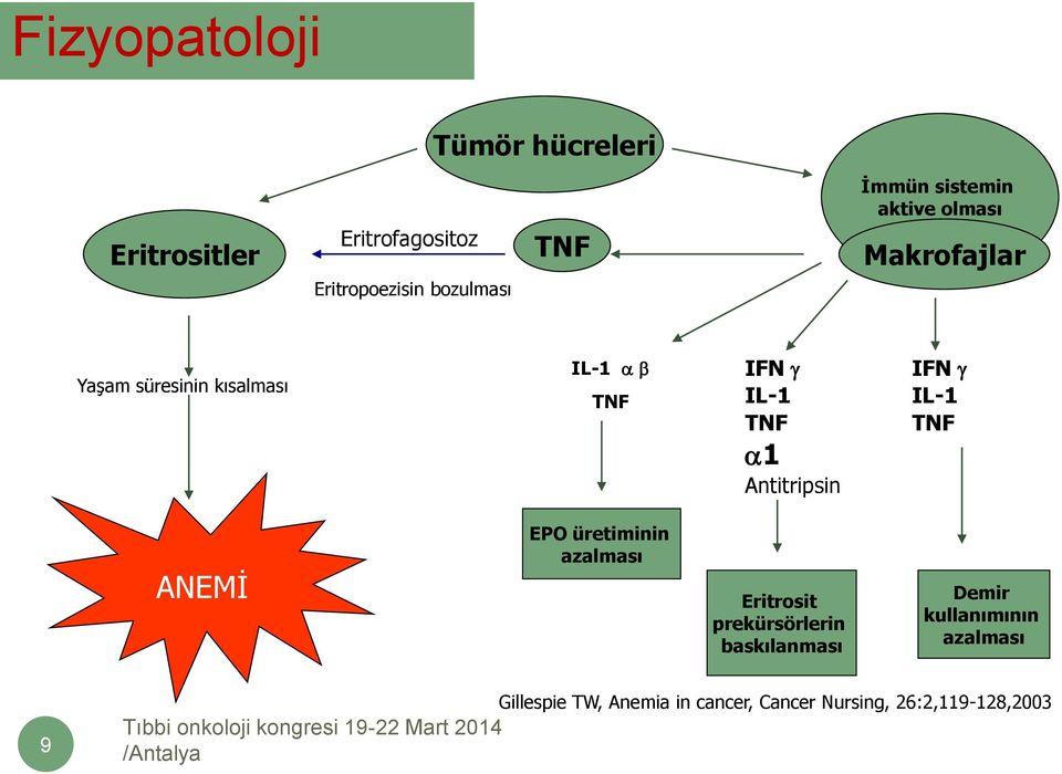 Antitripsin IFN IL-1 TNF ANEMİ EPO üretiminin azalması Eritrosit prekürsörlerin