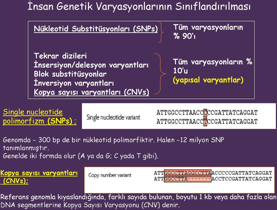 (SNPs) ; Genomda 300 bp de bir nükleotid polimorfiktir. Halen 12 milyon SNP tanımlanmıştır. Genelde iki formda olur (A ya da G; C yada T gibi).