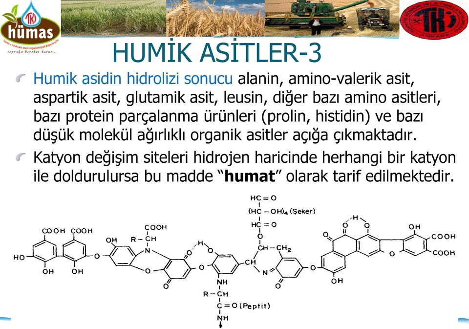 histidin) ve bazı düşük molekül ağırlıklı organik asitler açığa çıkmaktadır.