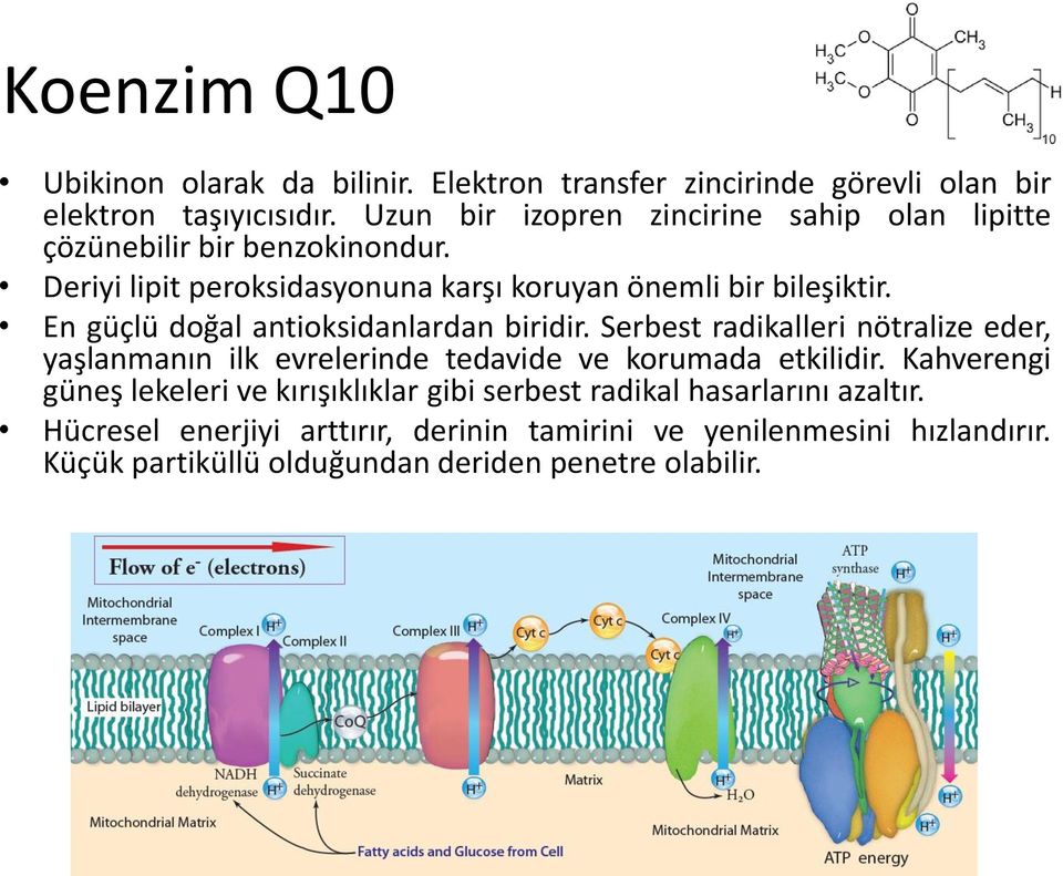 En güçlü doğal antioksidanlardan biridir. Serbest radikalleri nötralize eder, yaşlanmanın ilk evrelerinde tedavide ve korumada etkilidir.